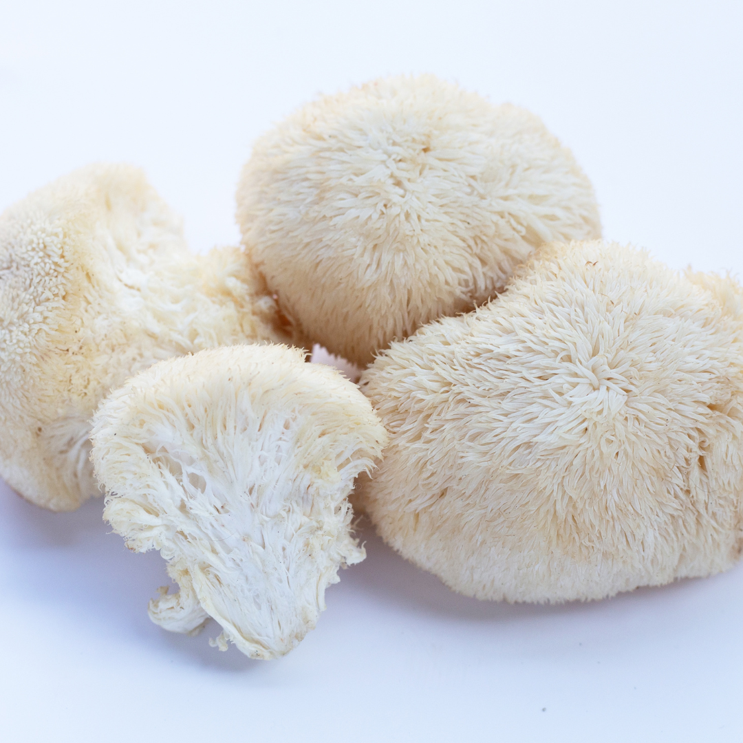 ion’s Mane Mushroom (Hericium erinaceus) growing in the wild, known for its brain-boosting benefits